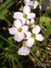 Cardamine dentata