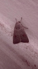 Caradrina kadenii