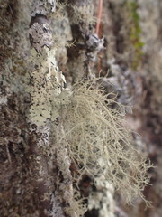 Usnea mutabilis