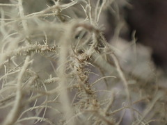 Usnea mutabilis