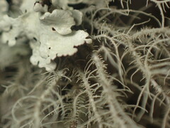 Usnea mutabilis