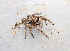 Tusitala