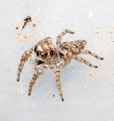 Tusitala