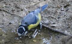 Cyanistes teneriffae