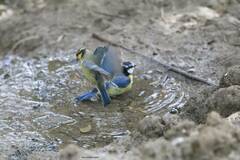 Cyanistes teneriffae
