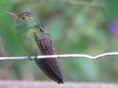 Amazilia tzacatl