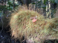 Pyrrhobryum spiniforme
