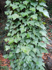 Hedera cypria