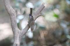 Phylloscopus bonelli