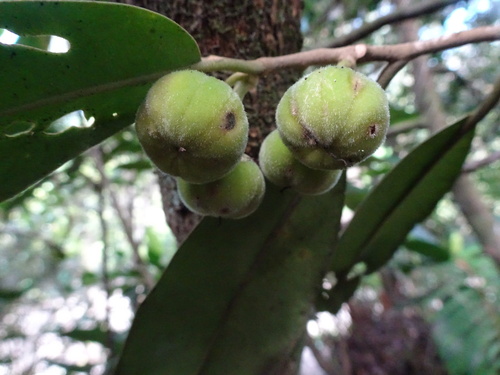 Lethedon salicifolia observed 2022-11-14