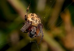 Larinioides cornutus