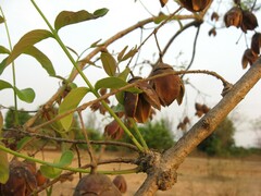 Lagerstroemia parviflora