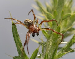 Larinioides cornutus