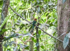 Electron platyrhynchum