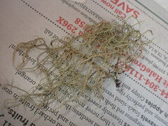 Usnea rubicunda