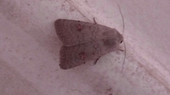Caradrina kadenii