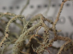 Usnea rubicunda