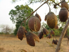 Lagerstroemia parviflora