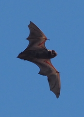 Lasiurus cinereus semotus