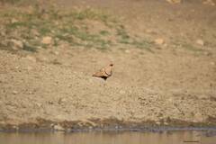 Pterocles orientalis