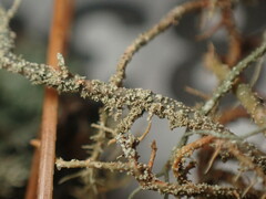 Usnea rubicunda