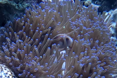 Amphiprion perideraion
