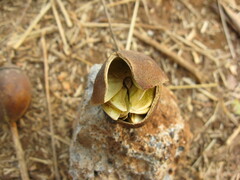 Lagerstroemia parviflora
