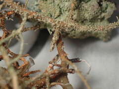 Usnea rubicunda
