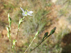 Phemeranthus confertiflorus