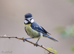 Cyanistes teneriffae