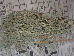 Usnea perplexans