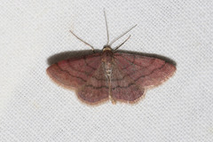 Scopula rubiginata