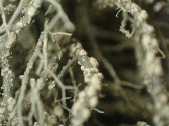 Usnea perplexans