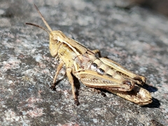 Phaulacridium marginale