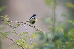 Cyanistes teneriffae