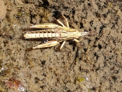 Phaulacridium marginale