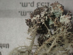 Usnea mutabilis