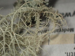 Usnea mutabilis