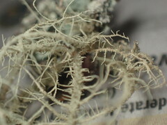 Usnea mutabilis