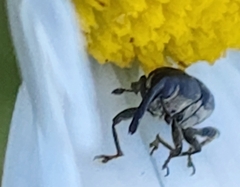 Odontocorynus