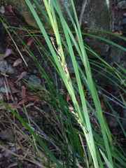 Machaerina deplanchei