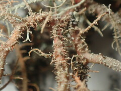 Usnea rubicunda