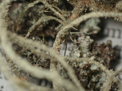 Usnea rubicunda