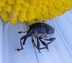 Odontocorynus
