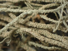 Usnea rubicunda