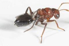 Hexacladia