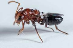Hexacladia