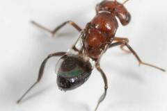 Hexacladia