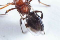 Hexacladia