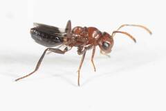 Hexacladia